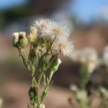 Boho Vibes Beachfront Detached House Nyaraló Analipsis (Messinia)
