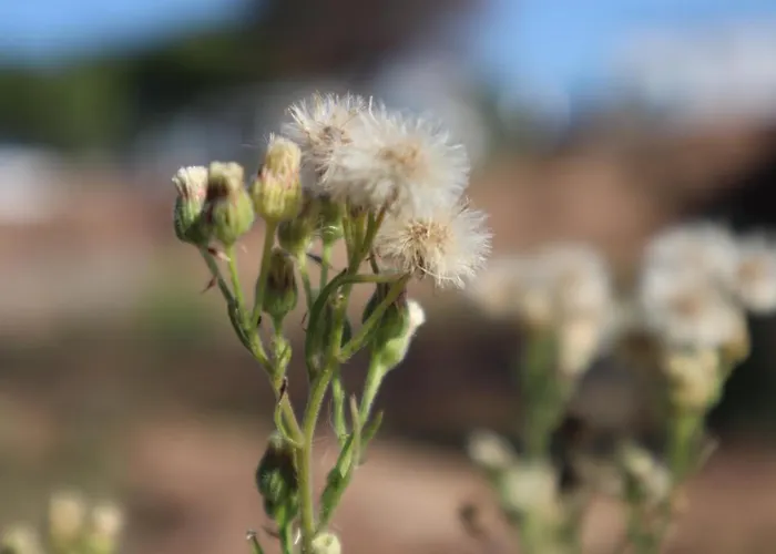 Boho Vibes Beachfront Detached House Casa de Férias Analipsis (Messinia)